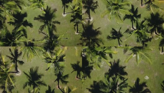 宁静的椰子树成行生长热带旅游背景高清在线视频素材下载