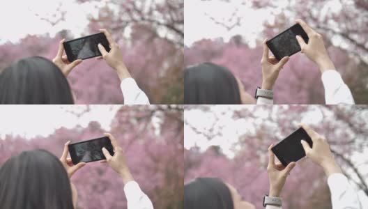 亚洲女人拍摄樱花花高清在线视频素材下载