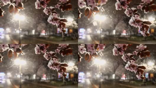 在空旷的城市广场上，春雪和开花的树木高清在线视频素材下载