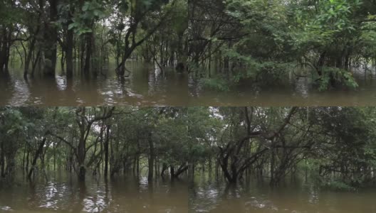 亚马逊湿地的跟踪拍摄(igarape和Igapo)高清在线视频素材下载