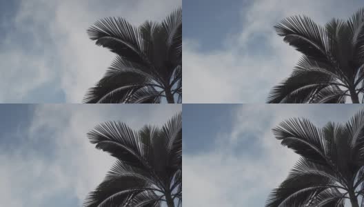 棕榈树上的云朵和蓝天高清在线视频素材下载