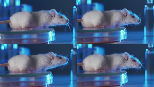 微生物实验室的小白鼠。小鼠在试管的背景下服用药物。概念-在动物身上测试药物疫苗和抗生素高清在线视频素材下载