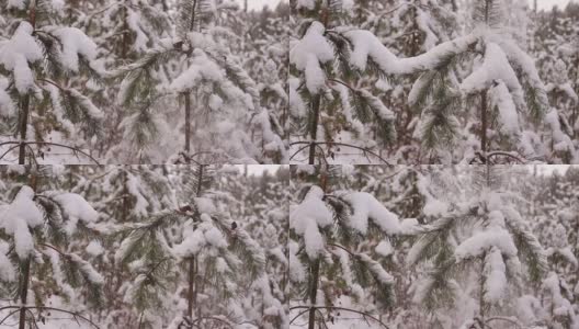 白雪在慢镜头中从冷杉的绿色树枝上落下。高清在线视频素材下载