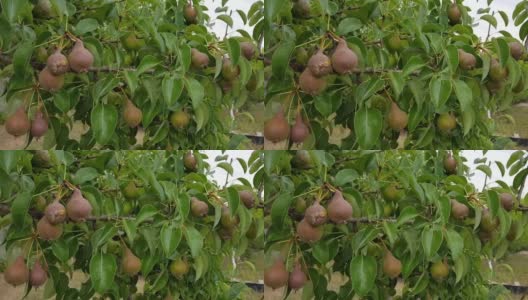 湿漉漉的未成熟的梨挂在树叶间，在雨点下随风摇摆高清在线视频素材下载