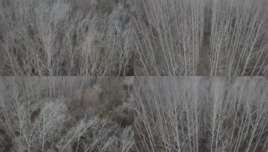 无人机在光秃秃的白杨林上空拍摄高清在线视频素材下载
