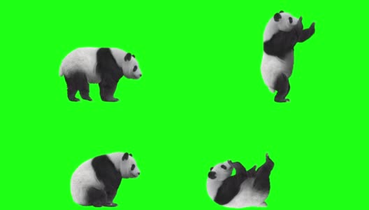 可爱的熊猫高清在线视频素材下载