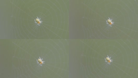 白蜘蛛挂在网上高清在线视频素材下载