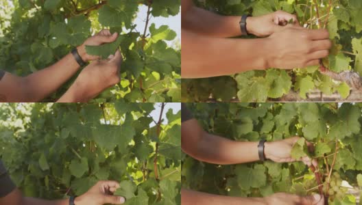 4k视频显示一个不认识的人在葡萄园摘水果高清在线视频素材下载
