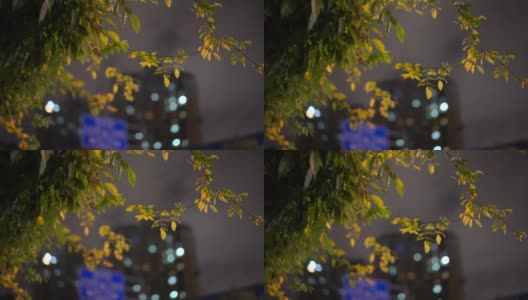 街灯和灯光穿过树叶高清在线视频素材下载