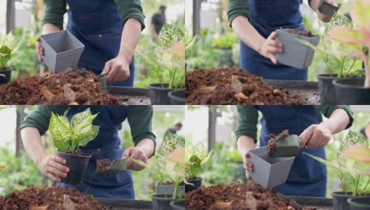 4K亚洲男人植物商店老板在桌子上种植盆栽植物。高清在线视频素材下载