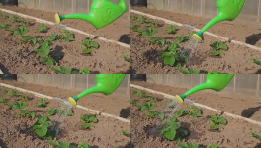 用一个绿色的喷壶给草莓幼苗浇水高清在线视频素材下载