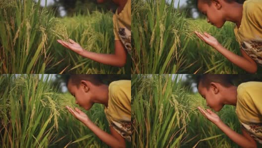 孩子们在稻田里玩耍，抚摸着稻谷。高清在线视频素材下载