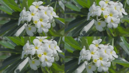 美丽的白色鸡蛋花或花园里的鸡蛋花。高清在线视频素材下载