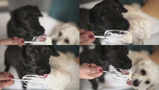 狗狗们从电动搅拌机的电线上舔鲜奶油高清在线视频素材下载