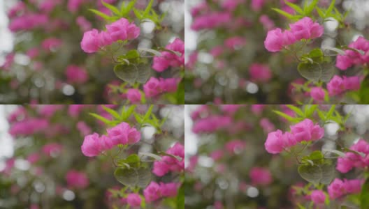 特写小花粉红色的花在风中。高清在线视频素材下载