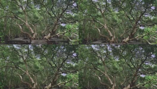 泰国罗勇的红树林步道高清在线视频素材下载