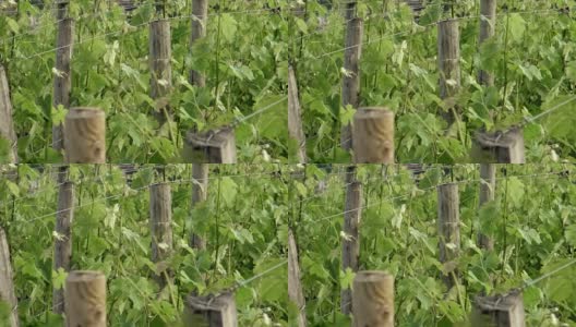 葡萄园-新葡萄和叶春高清在线视频素材下载