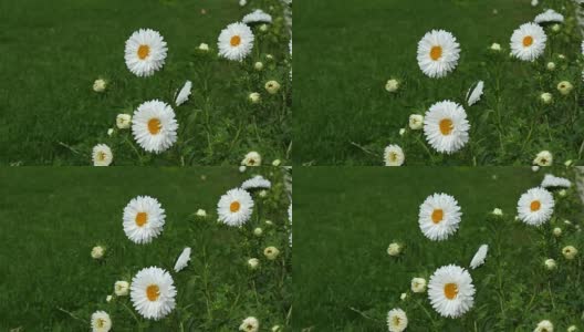 春天的微风吹拂着白色的雏菊，绿色的草地背景高清在线视频素材下载
