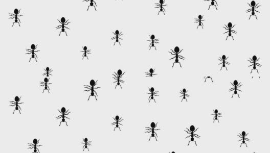 蚂蚁跑高清在线视频素材下载