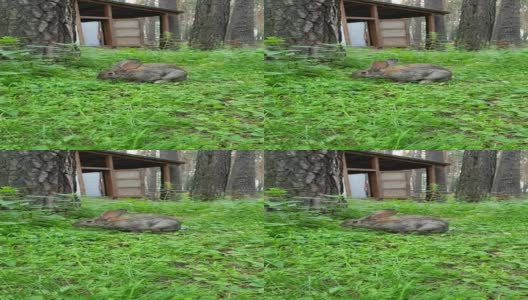 棕色毛茸茸的家兔，大耳朵坐在绿色的森林空地上，在春天或夏天季节特写，复活节兔子。垂直高清在线视频素材下载