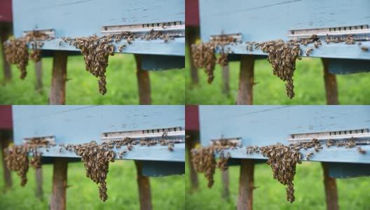 蜜蜂进出蜂巢。蜂房入口处的蜜蜂家族。慢动作镜头。高清在线视频素材下载