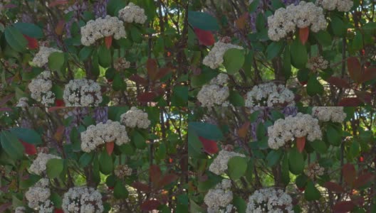 多莉拍摄的野生山楂花五月灌木高清在线视频素材下载