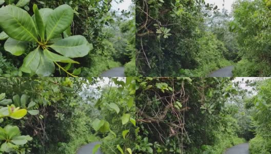 从喀拉拉邦大自然的灌木丛和绿叶中，可以看到路边树木繁茂的美景高清在线视频素材下载