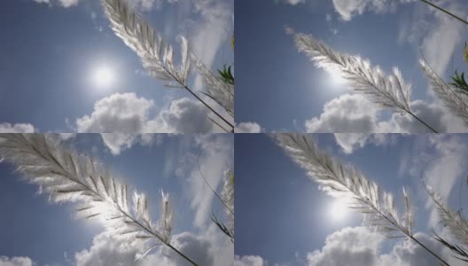 在秋风中，糖蜜花在蓝白色的天空中摇曳。它生长在通常被称为野生甘蔗和Kans草的休耕地上。特写镜头慢动作视频。高清在线视频素材下载