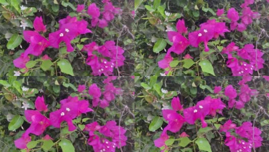 大自然花园里的粉色九重葛花高清在线视频素材下载