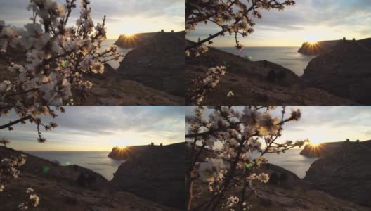杏仁花的特写镜头。杏仁在早春开花。春天的杏树花和温暖的日落在蔚蓝的大海的背景。有选择性的重点。假日、度假和娱乐背景概念高清在线视频素材下载