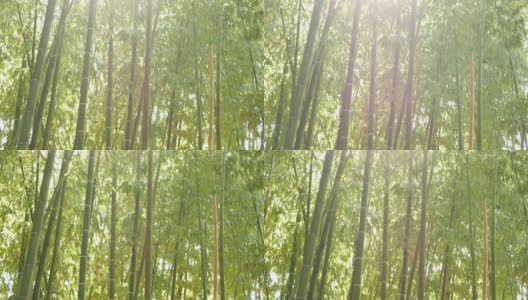 竹林，亚洲热带风情。绿色的树木在冥想风水禅宗花园。宁静宁静的林间，清晨和谐清新的灌木丛。日本或中国的自然东方美学高清在线视频素材下载