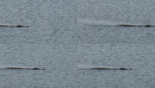 一条鳄鱼的侧影慢慢地游过水面高清在线视频素材下载