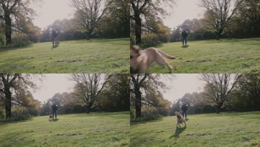 一个年轻人早晨带着他的拉布拉多狗在伦敦埃平森林的树林里散步高清在线视频素材下载