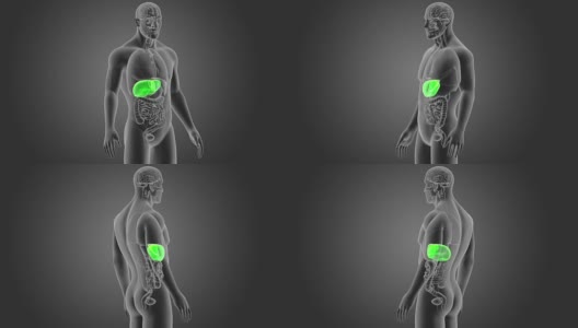肝脏与器官高清在线视频素材下载