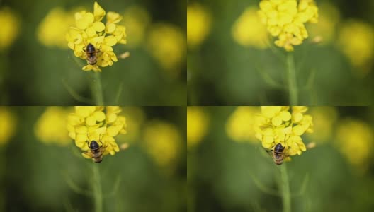 蜜蜂从芥菜花蜜中采集花蜜的慢动作。高清在线视频素材下载