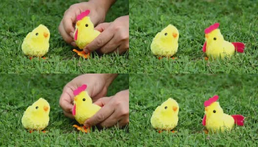 男人给小鸡玩具上发条，它在草地上摇晃或跳舞。高清在线视频素材下载