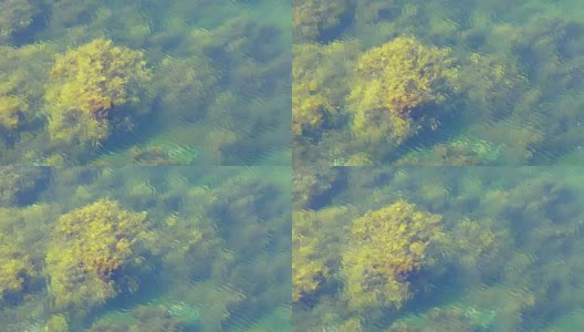 巴伦支海碧绿透明的海水高清在线视频素材下载