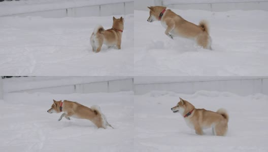 有趣的狗在下雪的草地上玩耍高清在线视频素材下载