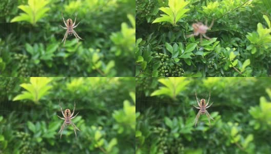 少年猎人蜘蛛在织网高清在线视频素材下载