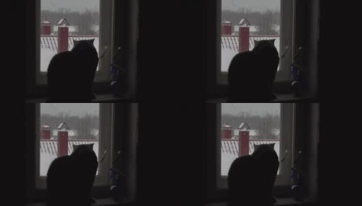 猫坐在窗台上看窗外高清在线视频素材下载
