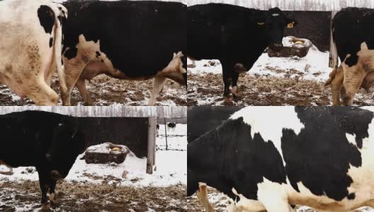肮脏的黑白奶牛从不同的方向经过摄像机高清在线视频素材下载