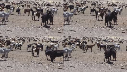 山羊农场Fuerteventura高清在线视频素材下载
