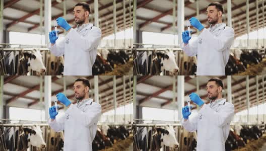 兽医用注射器在农场给牛注射疫苗高清在线视频素材下载