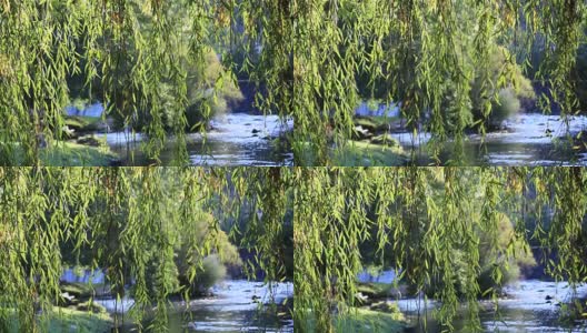 背景是奥德河的垂柳，法国高清在线视频素材下载