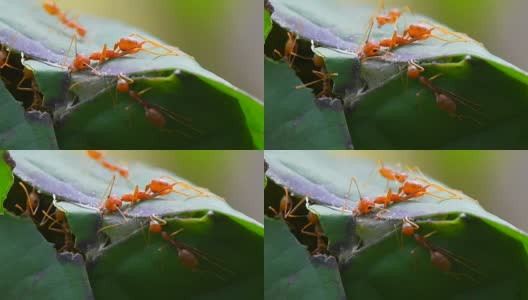 蚂蚁是一个团队来建造它们的巢穴高清在线视频素材下载