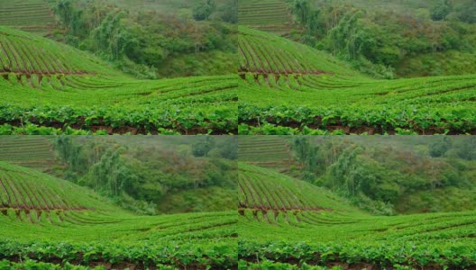 在雨天山上种植草莓。草莓农场。食品和农业概念。高清在线视频素材下载