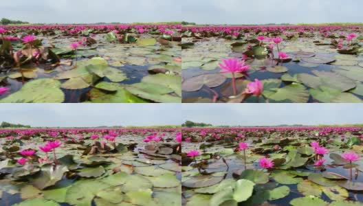 莲属植物花湖高清在线视频素材下载