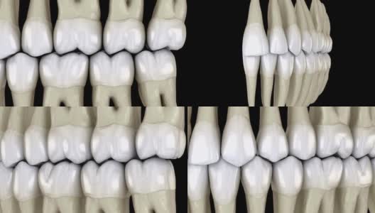牙齿咬合，宏观视图。医学上准确的牙齿3D动画。高清在线视频素材下载