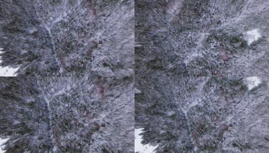 鸟瞰图松树在雪高清在线视频素材下载