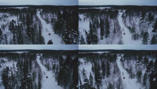 鸟瞰图的狗拉雪橇在深雪林在冬季高清在线视频素材下载